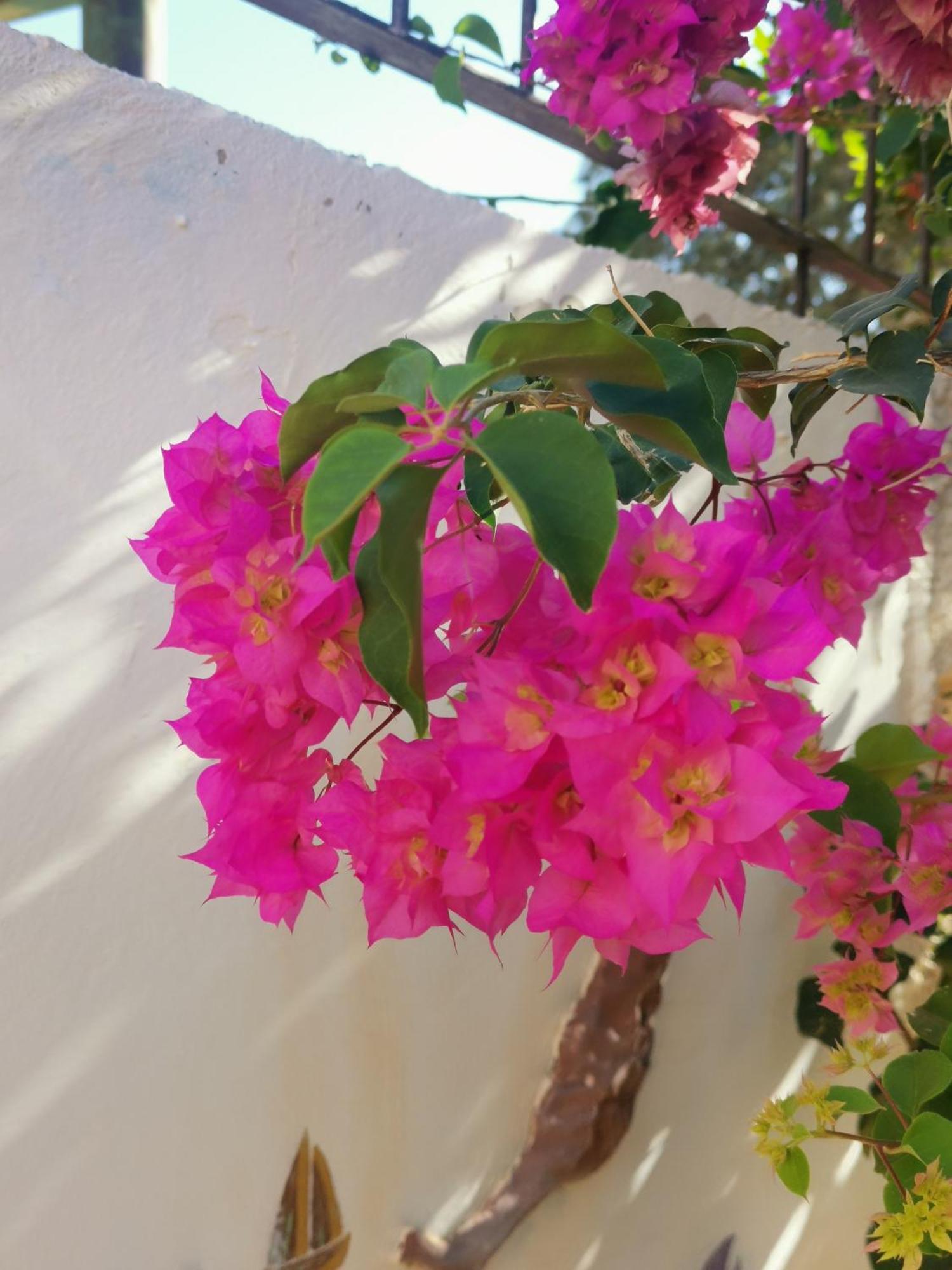 Sardina Eden Guesthouse מראה חיצוני תמונה