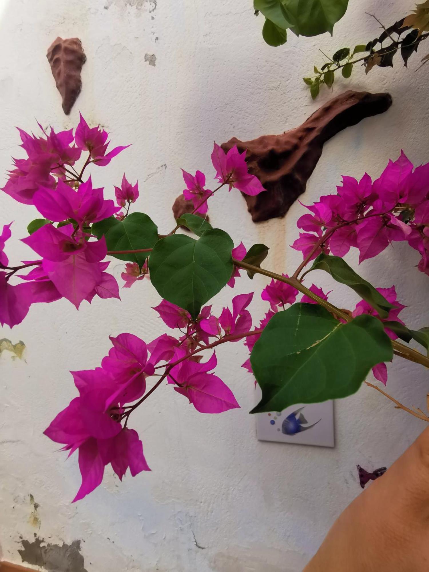 Sardina Eden Guesthouse מראה חיצוני תמונה